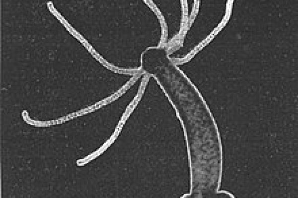 Комплексные стратегии с krab10.cc